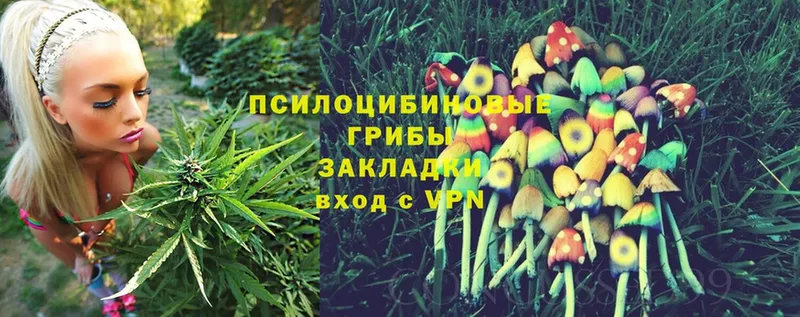 Псилоцибиновые грибы Cubensis Солигалич